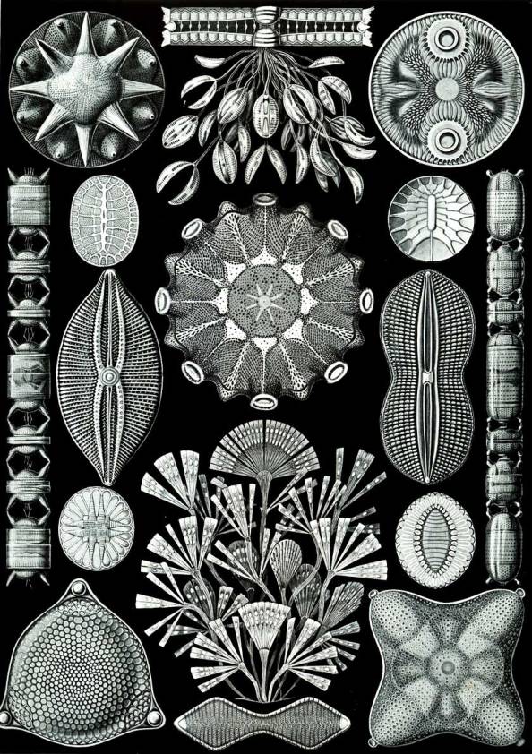 illustration-of-diatoms-the-84th-plate-from-ernst-haeckels-kunstformen-der-natur_web