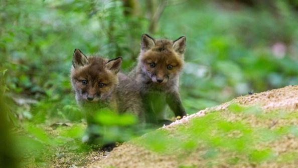 1200x680_maxnewsworldfour540961